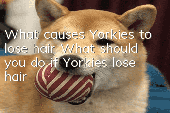 What causes Yorkies to lose hair? What should you do if Yorkies lose hair?