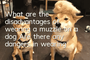 What are the disadvantages of wearing a muzzle on a dog? Are there any dangers in wearing a muzzle on a dog?