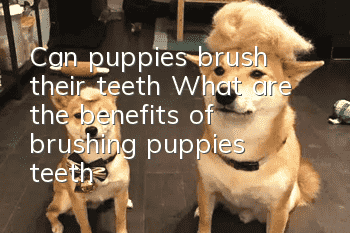 Can puppies brush their teeth? What are the benefits of brushing puppies’ teeth?