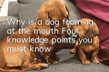 Why is a dog foaming at the mouth? Four knowledge points you must know