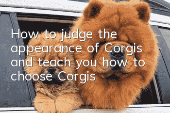 How to judge the appearance of Corgis and teach you how to choose Corgis