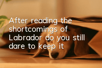 After reading the shortcomings of Labrador, do you still dare to keep it?