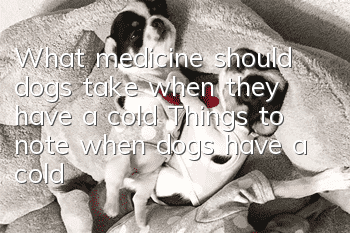 What medicine should dogs take when they have a cold? Things to note when dogs have a cold