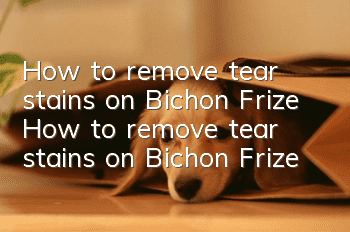 How to remove tear stains on Bichon Frize How to remove tear stains on Bichon Frize