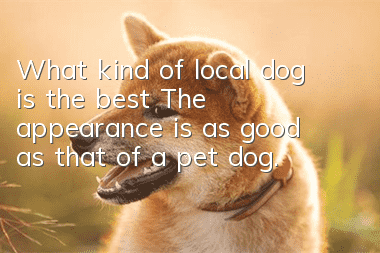 What kind of local dog is the best? The appearance is as good as that of a pet dog.