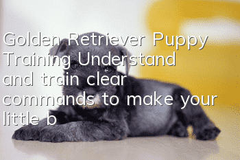 Golden Retriever Puppy Training: Understand and train clear commands to make your little baby better behaved and obedient.