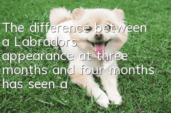 The difference between a Labrador’s appearance at three months and four months has seen a huge change