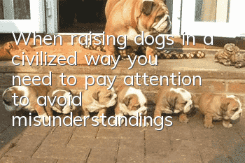 When raising dogs in a civilized way, you need to pay attention to avoid misunderstandings about rabies vaccines.