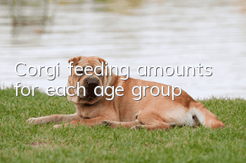 Corgi feeding amounts for each age group