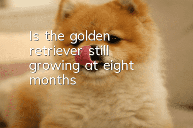 Is the golden retriever still growing at eight months?