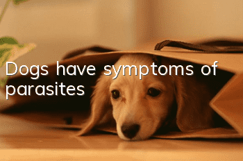 Dogs have symptoms of parasites