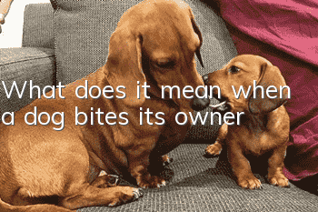 What does it mean when a dog bites its owner?