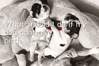 What should I do if my dog can’t give birth?