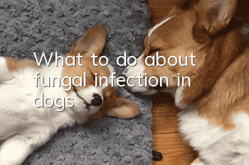 What to do about fungal infection in dogs