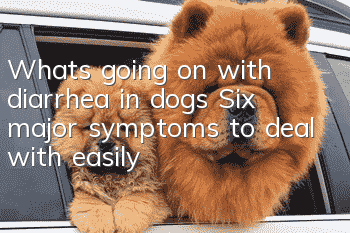 What’s going on with diarrhea in dogs? Six major symptoms to deal with easily