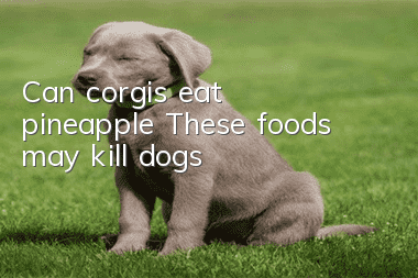 Can corgis eat pineapple? These foods may kill dogs