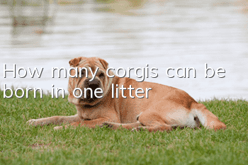 How many corgis can be born in one litter?