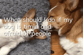 What should I do if my dog ​​is timid and afraid of people?