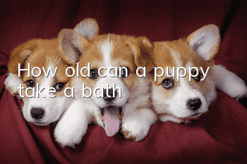 How old can a puppy take a bath?