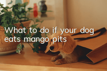 What to do if your dog eats mango pits