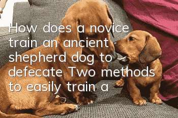 How does a novice train an ancient shepherd dog to defecate? Two methods to easily train an ancient shepherd dog to defecate at a fixed location!