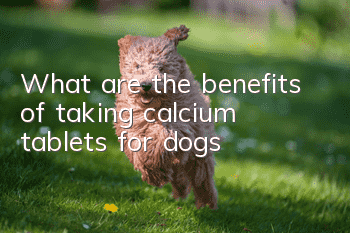 What are the benefits of taking calcium tablets for dogs?