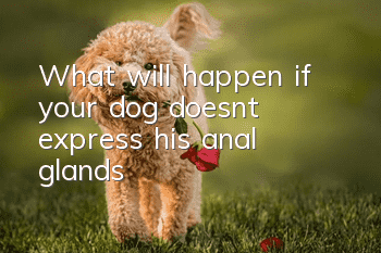 What will happen if your dog doesn’t express his anal glands?