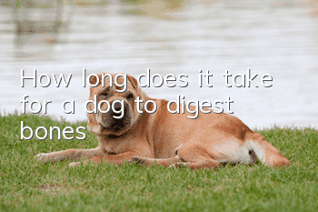 How long does it take for a dog to digest bones?