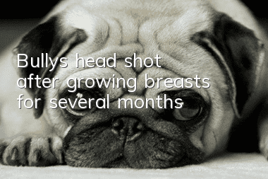Bully's head shot after growing breasts for several months