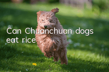 Can Chuanchuan dogs eat rice?