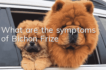 What are the symptoms of Bichon Frize?