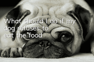 What should I do if my dog refuses to eat the food?