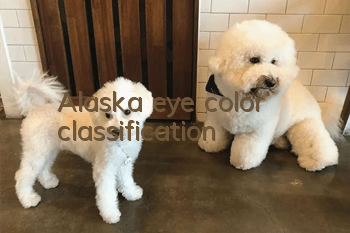Alaska eye color classification