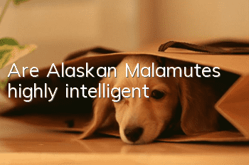 Are Alaskan Malamutes highly intelligent?