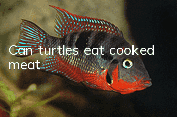 Can turtles eat cooked meat?