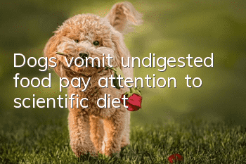 Dogs vomit undigested food, pay attention to scientific diet