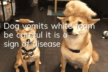 Dog vomits white foam, be careful, it is a sign of disease