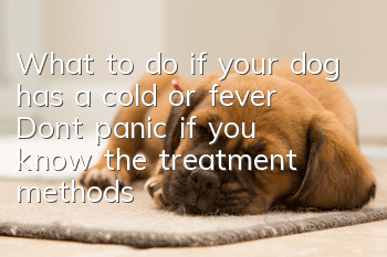 What to do if your dog has a cold or fever? Don’t panic if you know the treatment methods