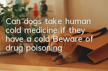 Can dogs take human cold medicine if they have a cold? Beware of drug poisoning