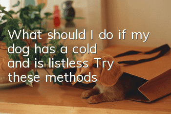 What should I do if my dog has a cold and is listless? Try these methods