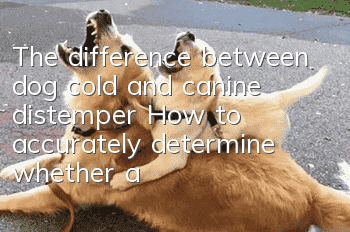 The difference between dog cold and canine distemper How to accurately determine whether a dog has a cold or canine distemper