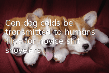 Can dog colds be transmitted to humans? Tips for novice shit shovelers