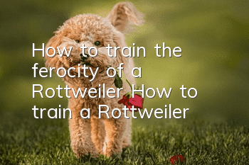 How to train the ferocity of a Rottweiler? How to train a Rottweiler!
