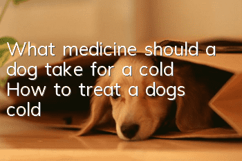 What medicine should a dog take for a cold? How to treat a dog’s cold?