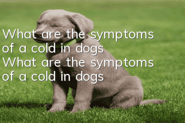 What are the symptoms of a cold in dogs? What are the symptoms of a cold in dogs?