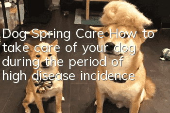 Dog Spring Care How to take care of your dog during the period of high disease incidence