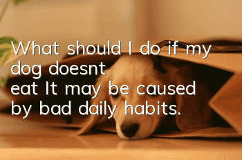 What should I do if my dog doesn’t eat? It may be caused by bad daily habits.