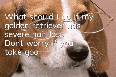 What should I do if my golden retriever has severe hair loss? Don’t worry if you take good care of it