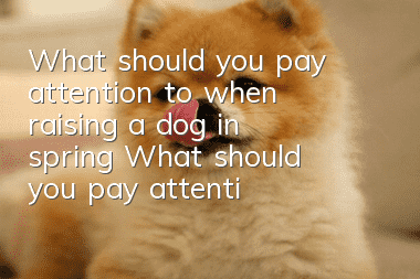 What should you pay attention to when raising a dog in spring? What should you pay attention to when raising a dog in spring?