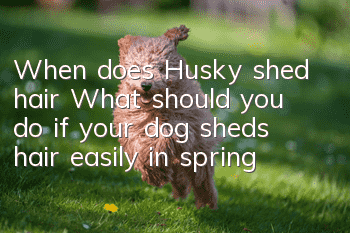 When does Husky shed hair? What should you do if your dog sheds hair easily in spring?